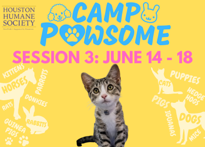 Houston Humane Society | Camp Pawsome