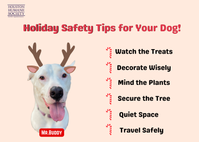 Houston Humane Society | Keep your pet safe this holiday season, with these safety tips for your dog! 🐾🎄