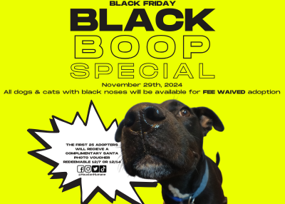 Houston Humane Society | Black Boop Special