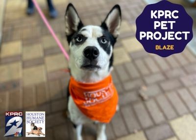 Houston Humane Society | Blaze