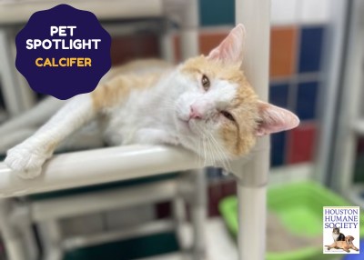 Houston Humane Society | Calcifer