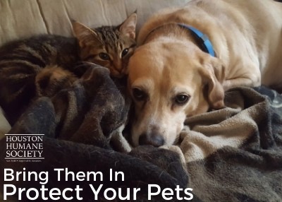 Houston Humane Society | Protect Your Pets During the Arctic Front