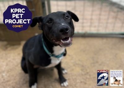 Houston Humane Society | Comet