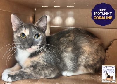 Houston Humane Society | Coraline