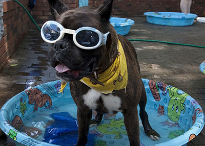 Houston Humane Society | Beat the Heat!