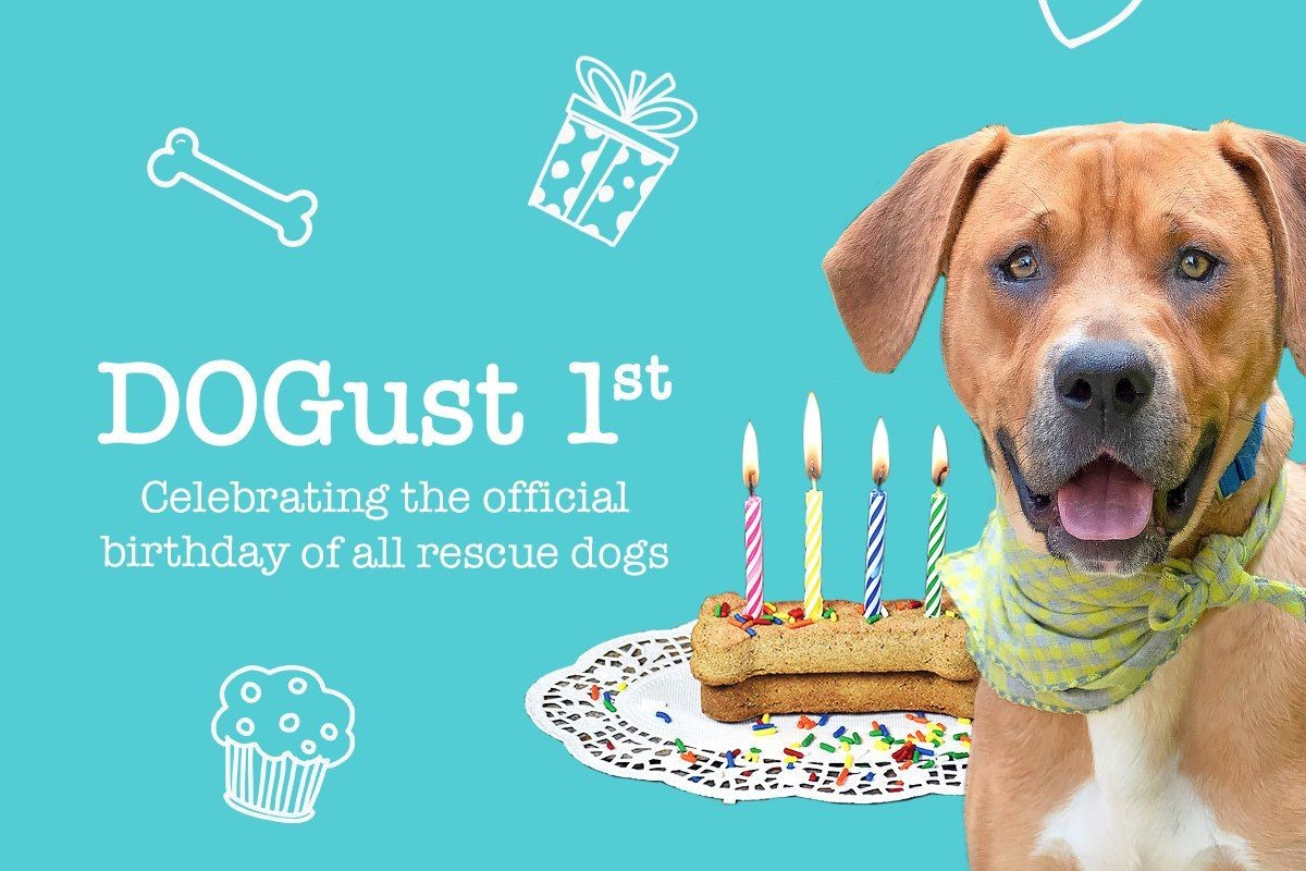 Houston Humane Society | Celebrate DOGust!