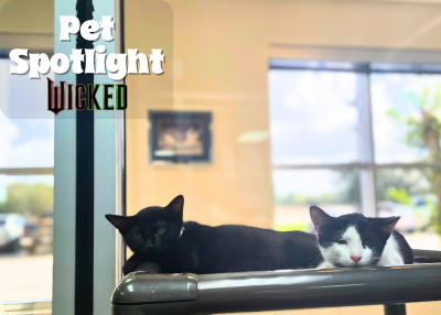 Houston Humane Society | Elphaba and Galinda