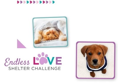 Houston Humane Society | Endless Love Shelter Challenge