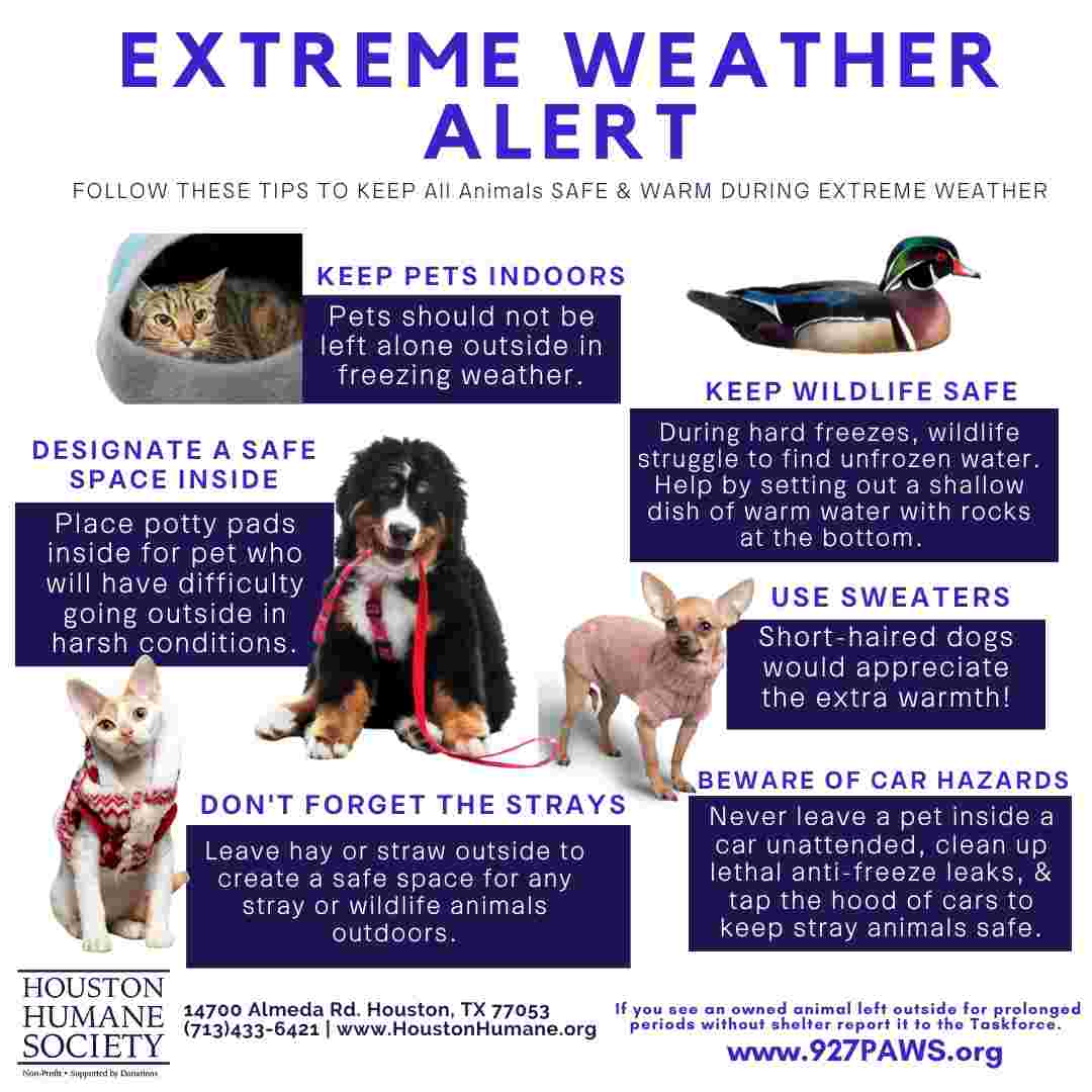 Houston Humane Society | Extreme Weather Alert