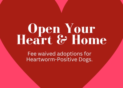 Houston Humane Society | Open Your Heart & Adopt