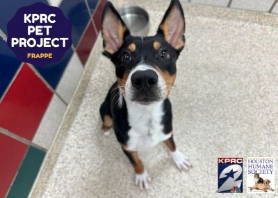 Houston Humane Society | Frappe