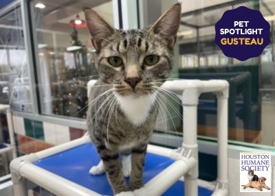 Houston Humane Society | Gusteau