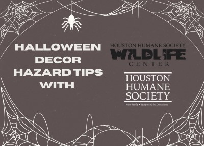 Houston Humane Society | Halloween Decor Hazard Tips 