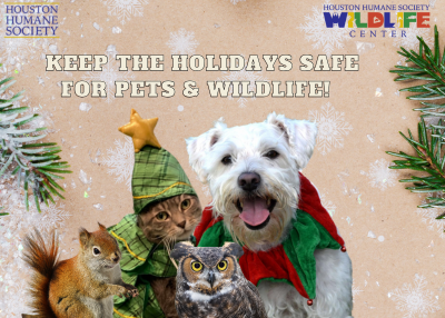 Houston Humane Society | Keep the Holidays Safe for Pets & Wildlife! ✨🎄