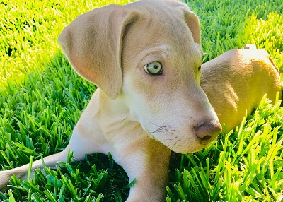 Houston Humane Society | Happy Tail Ace