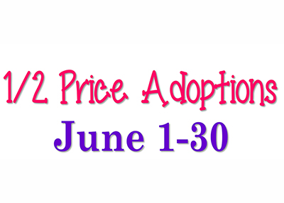 Houston Humane Society | June Adoption Promotion