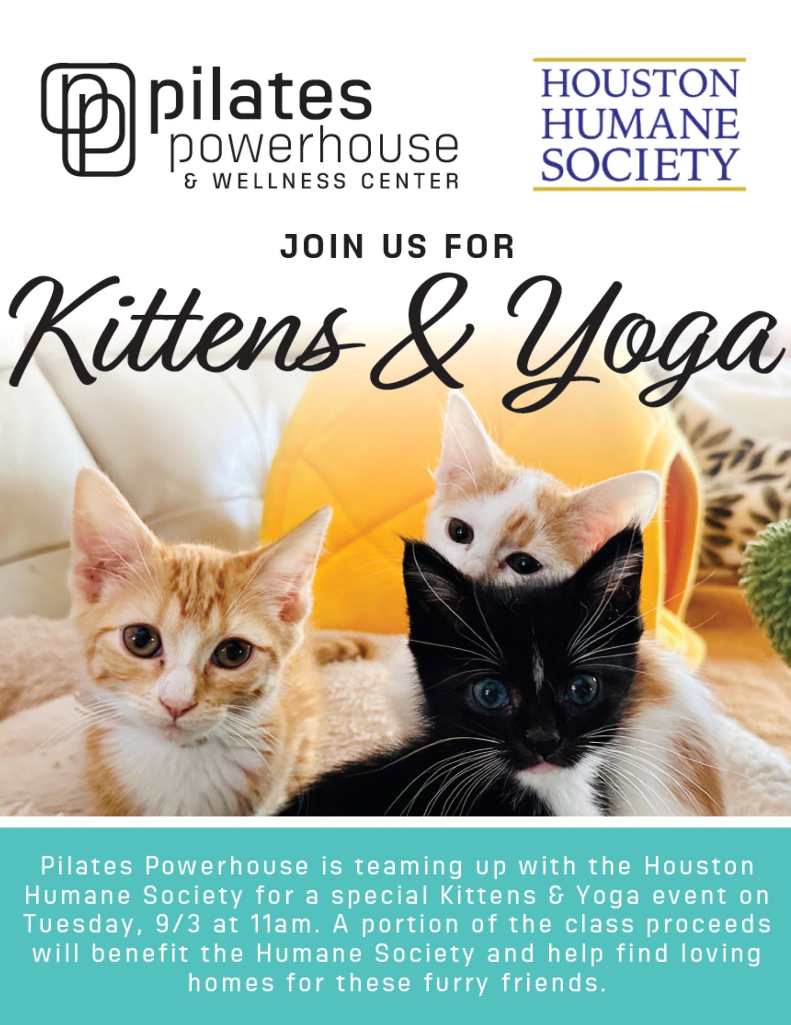 kittens-and-yoga