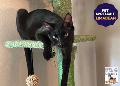 Houston Humane Society | Limabean