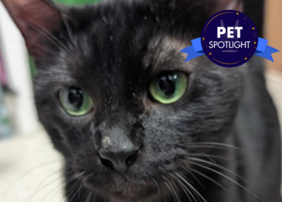 Houston Humane Society | Midnight Blues