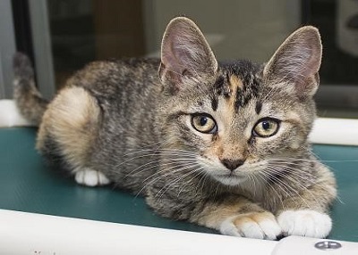 Houston Humane Society | Mila