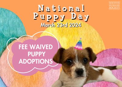 Houston Humane Society | National Puppy Day