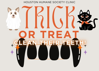 Houston Humane Society | October Dental Special