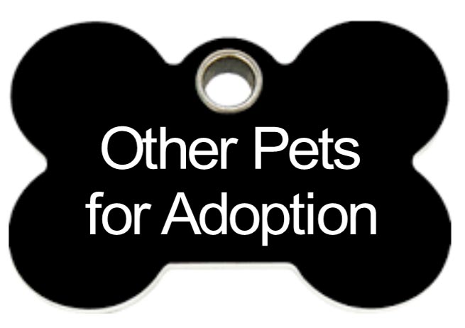 other-pets-for-adoption