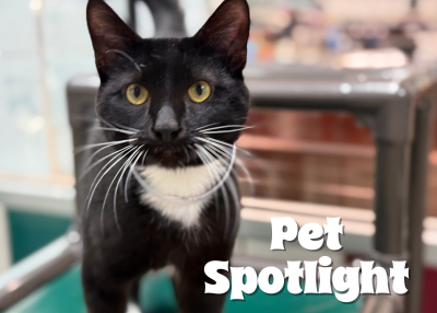 Houston Humane Society | Tux