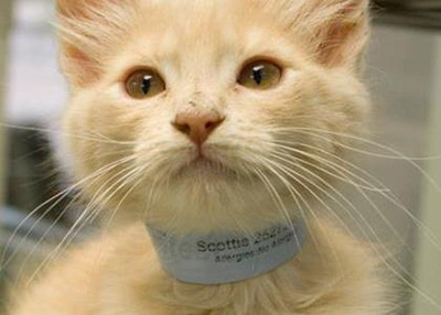 Houston Humane Society | Scottie