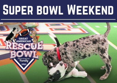 Houston Humane Society | Super Bowl Weekend