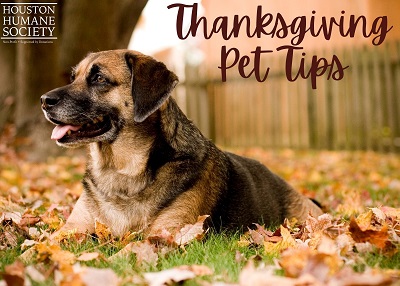 Houston Humane Society | Thanksgiving Pet Tips