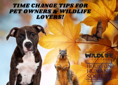 Houston Humane Society | Time Change Tips